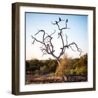 Awesome South Africa Collection Square - Three Whitebacked Vulture on the Tree-Philippe Hugonnard-Framed Photographic Print