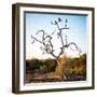 Awesome South Africa Collection Square - Three Whitebacked Vulture on the Tree-Philippe Hugonnard-Framed Photographic Print