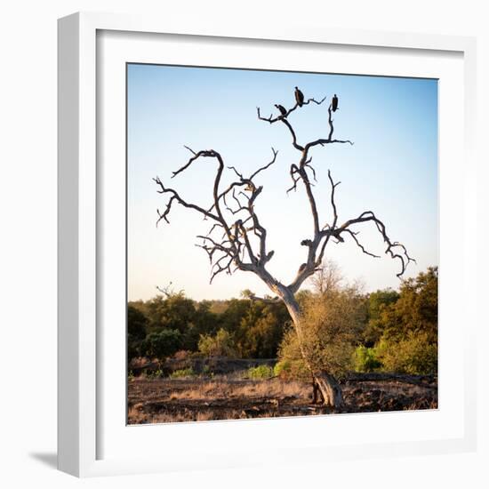 Awesome South Africa Collection Square - Three Whitebacked Vulture on the Tree-Philippe Hugonnard-Framed Photographic Print