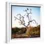 Awesome South Africa Collection Square - Three Whitebacked Vulture on the Tree-Philippe Hugonnard-Framed Photographic Print