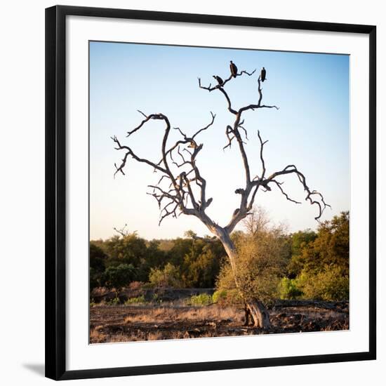 Awesome South Africa Collection Square - Three Whitebacked Vulture on the Tree-Philippe Hugonnard-Framed Photographic Print