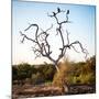 Awesome South Africa Collection Square - Three Whitebacked Vulture on the Tree-Philippe Hugonnard-Mounted Photographic Print