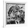 Awesome South Africa Collection Square - Three Zebras B&W-Philippe Hugonnard-Framed Photographic Print