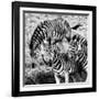 Awesome South Africa Collection Square - Three Zebras B&W-Philippe Hugonnard-Framed Photographic Print