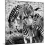 Awesome South Africa Collection Square - Three Zebras B&W-Philippe Hugonnard-Mounted Photographic Print
