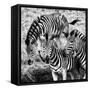 Awesome South Africa Collection Square - Three Zebras B&W-Philippe Hugonnard-Framed Stretched Canvas