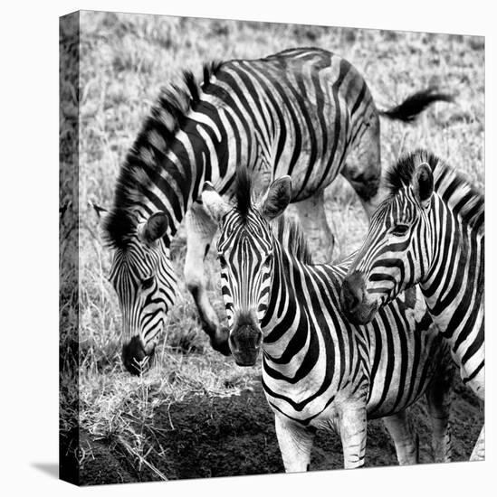Awesome South Africa Collection Square - Three Zebras B&W-Philippe Hugonnard-Stretched Canvas