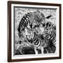 Awesome South Africa Collection Square - Three Zebras B&W-Philippe Hugonnard-Framed Photographic Print