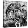 Awesome South Africa Collection Square - Three Zebras B&W-Philippe Hugonnard-Stretched Canvas