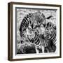 Awesome South Africa Collection Square - Three Zebras B&W-Philippe Hugonnard-Framed Photographic Print