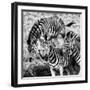 Awesome South Africa Collection Square - Three Zebras B&W-Philippe Hugonnard-Framed Photographic Print