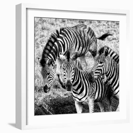 Awesome South Africa Collection Square - Three Zebras B&W-Philippe Hugonnard-Framed Photographic Print