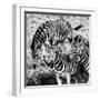 Awesome South Africa Collection Square - Three Zebras B&W-Philippe Hugonnard-Framed Photographic Print