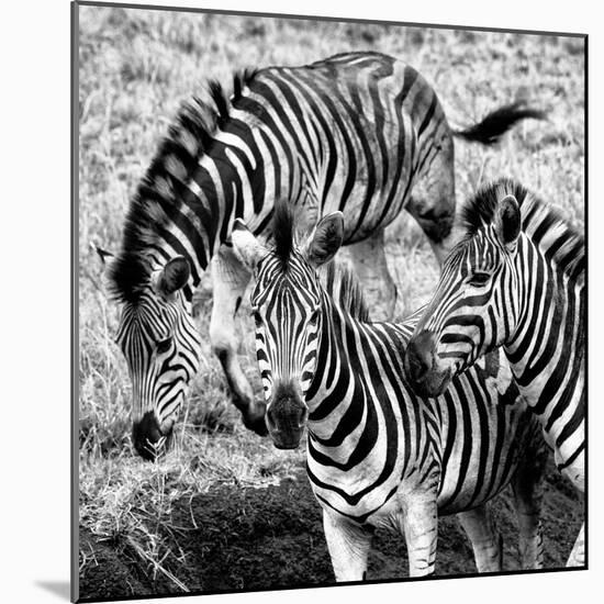 Awesome South Africa Collection Square - Three Zebras B&W-Philippe Hugonnard-Mounted Photographic Print