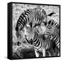 Awesome South Africa Collection Square - Three Zebras B&W-Philippe Hugonnard-Framed Stretched Canvas