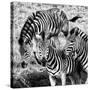 Awesome South Africa Collection Square - Three Zebras B&W-Philippe Hugonnard-Stretched Canvas