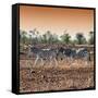 Awesome South Africa Collection Square - Three Zebras walking at Sunset-Philippe Hugonnard-Framed Stretched Canvas