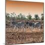 Awesome South Africa Collection Square - Three Zebras walking at Sunset-Philippe Hugonnard-Mounted Premium Photographic Print