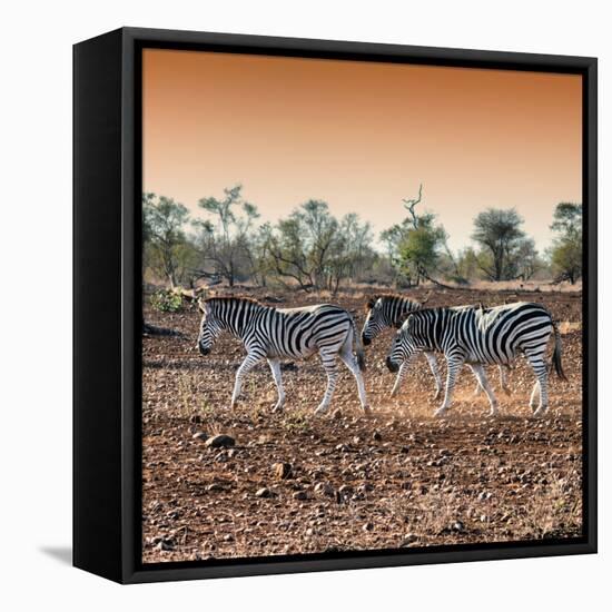 Awesome South Africa Collection Square - Three Zebras walking at Sunset-Philippe Hugonnard-Framed Stretched Canvas