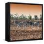 Awesome South Africa Collection Square - Three Zebras walking at Sunset-Philippe Hugonnard-Framed Stretched Canvas