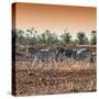 Awesome South Africa Collection Square - Three Zebras walking at Sunset-Philippe Hugonnard-Stretched Canvas