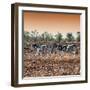 Awesome South Africa Collection Square - Three Zebras walking at Sunset-Philippe Hugonnard-Framed Photographic Print