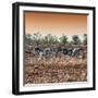 Awesome South Africa Collection Square - Three Zebras walking at Sunset-Philippe Hugonnard-Framed Photographic Print