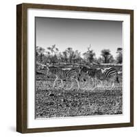 Awesome South Africa Collection Square - Three Zebras walking-Philippe Hugonnard-Framed Photographic Print