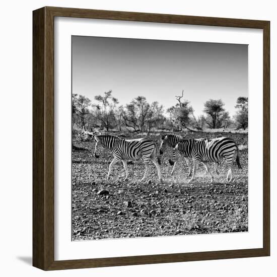 Awesome South Africa Collection Square - Three Zebras walking-Philippe Hugonnard-Framed Photographic Print