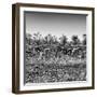 Awesome South Africa Collection Square - Three Zebras walking-Philippe Hugonnard-Framed Photographic Print