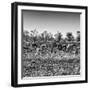 Awesome South Africa Collection Square - Three Zebras walking-Philippe Hugonnard-Framed Photographic Print