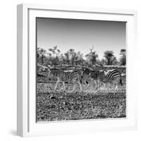 Awesome South Africa Collection Square - Three Zebras walking-Philippe Hugonnard-Framed Photographic Print
