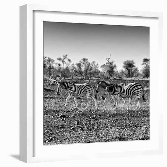 Awesome South Africa Collection Square - Three Zebras walking-Philippe Hugonnard-Framed Photographic Print