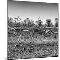 Awesome South Africa Collection Square - Three Zebras walking-Philippe Hugonnard-Mounted Photographic Print