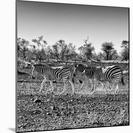 Awesome South Africa Collection Square - Three Zebras walking-Philippe Hugonnard-Mounted Photographic Print