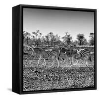 Awesome South Africa Collection Square - Three Zebras walking-Philippe Hugonnard-Framed Stretched Canvas