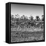 Awesome South Africa Collection Square - Three Zebras walking-Philippe Hugonnard-Framed Stretched Canvas