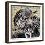 Awesome South Africa Collection Square - Three Zebras-Philippe Hugonnard-Framed Photographic Print