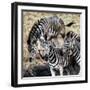 Awesome South Africa Collection Square - Three Zebras-Philippe Hugonnard-Framed Photographic Print