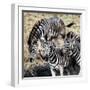 Awesome South Africa Collection Square - Three Zebras-Philippe Hugonnard-Framed Photographic Print