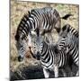 Awesome South Africa Collection Square - Three Zebras-Philippe Hugonnard-Mounted Photographic Print
