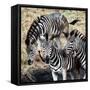 Awesome South Africa Collection Square - Three Zebras-Philippe Hugonnard-Framed Stretched Canvas