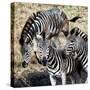 Awesome South Africa Collection Square - Three Zebras-Philippe Hugonnard-Stretched Canvas