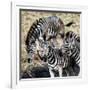 Awesome South Africa Collection Square - Three Zebras-Philippe Hugonnard-Framed Photographic Print