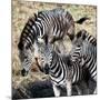 Awesome South Africa Collection Square - Three Zebras-Philippe Hugonnard-Mounted Photographic Print