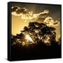 Awesome South Africa Collection Square - Trees at Sunset in Savanna Landscape-Philippe Hugonnard-Framed Stretched Canvas