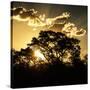 Awesome South Africa Collection Square - Trees at Sunset in Savanna Landscape-Philippe Hugonnard-Stretched Canvas