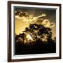 Awesome South Africa Collection Square - Trees at Sunset in Savanna Landscape-Philippe Hugonnard-Framed Photographic Print