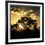 Awesome South Africa Collection Square - Trees at Sunset in Savanna Landscape-Philippe Hugonnard-Framed Photographic Print