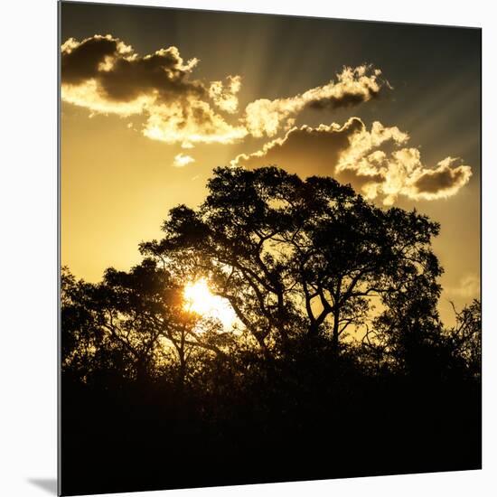 Awesome South Africa Collection Square - Trees at Sunset in Savanna Landscape-Philippe Hugonnard-Mounted Photographic Print